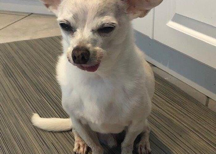 Animal Hospital in Prospect, CT Prospect Veterinary Hospital